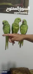  1 طيور ذره الهندي 3 حبات عمر 2شهرين اليف قابل تفاوض بشي بسيط