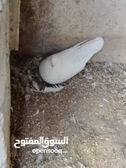  4 حمام مصري للبيع
