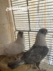  3 أربع جود شغالات للبيع