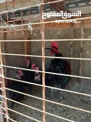  12 فقصات بحال الوكالة للبيع بيتو 2  وفقصتين  EGG 2