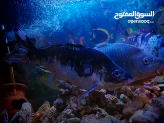  5 سمك للبيع كبير بعيش شتاء وصيف قوي سمك قرو بعيش جميع انواع الأحواض