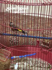 2 للبيع طائر حسون كبيس ولغه