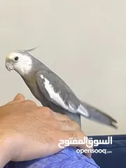  2 ببغاء اليف كوكتيل وايت فيس