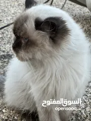  6 قط من فصيل راغدول اغلا أنواع القطط