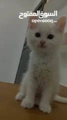  3 قطط انقورا تركي ذكور للبيع القطط صحه و جمال و اناقه و ادب و احترام ما شاء الله