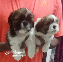  1 Shitzu puppies