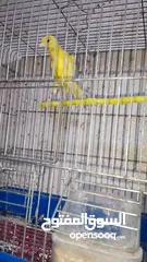  2 متاح طيور كنار