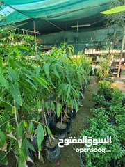  6 شتلات زينه نباتات داخليه Indoor plants