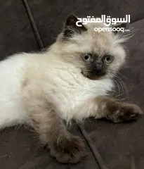  17 بريتش ريد اطراف قصيره لون اشقر شعر طويل وهمالايا تشوكلت بلو بوينت شعر طويل العمر شهرين ونص