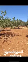  4 ارض مميزه للبيع في ذيبان