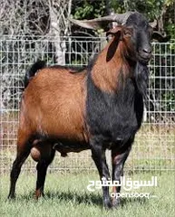  1 مطلوب جدي البينو  عمره خميس أشهر