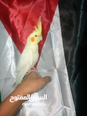  1 طير كوكتيل للبيع