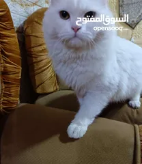  2 هملايا قطهه