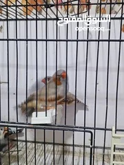  8 زيبرا مكس انقلش