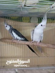  7 Cocktail breeding pair for sale