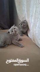  8 أنثى سكوتش فولد