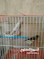  5 كناري جوز الذكر مقنبر زيتي مزبن الطيرة اغات سكني جاهزة فول لافا العش حبة طويلة منتجات