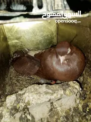  4 خم حمام اللبيع عشر جواز