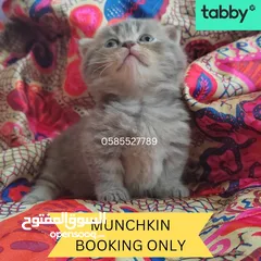  1 Munchkin rughugger kittens available in Dubai by European breeder