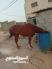  9 حصان حراث للبيع