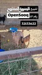  5 للبيع مجموعة حيوانات ومواشي