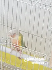  5 جوز جرين شيك هاي رد اناناس طفره مستوى اول حجم دبل دبل دبل جامبو منتج شغال فيديو غني عن شرح