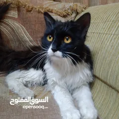  4 قطه ذكر نوع بيرشن اليف ترب