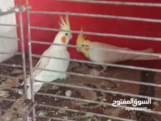  6 متاح كمية جواز كوكتيل البينو ولاتينو اقرأ الوصف