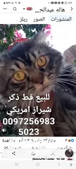  1 للبيع قطه شيرازي سكوتش بسعر 400 شيكل  للاستفسار