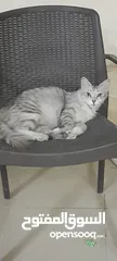  1 قطة  شيرازي مدربة تسمع الاوامر