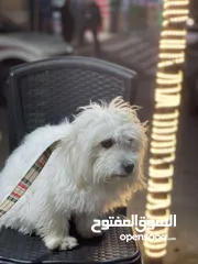  4 ذكر مالتيز للبيع العمر سنه وتصع أشهر الكلب صلاه النبي عليه ولا محتاج اشي صحته كويسه