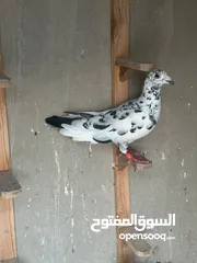  3 طيوور حمام للبيع بسعر مناسب تنظيف سطح