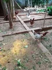  6 دجاج للبيع