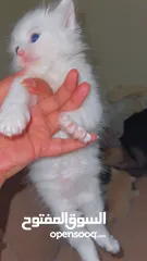  13 Mix persian kittens