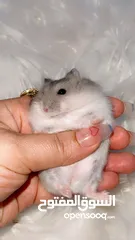  4 Baby Hamster female one month,7days