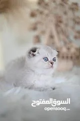  26 Scottish Fold AY Blue Rose Gold kittens