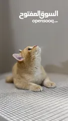  1 شكوتش جميل بسعر رمزي