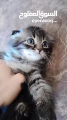 1 قطط للبيع ما شاء الله