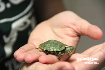  10 سلاحف سلحفاه سلحفه برمائيه  مائيه بريه  Small Amazon amphibious turtle