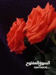  2 منزل في فشلوم