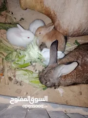  2 ارانب الطاف وكيوت