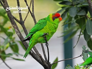  6 اجمل واندر انواع ببغاوات اللوري متوفرة الان