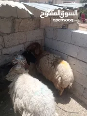  3 نبدأ بصلاة عل رسول الله  يوجد لدينا جميع انواع الذبائح البلديه- خراف - كباش_اغنام_