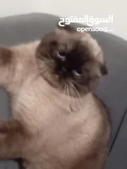  8 قطه كتن بيبي 3 شهور ابيض   و قطة سيامي و قط شوكلت   وبصحه ممتازه ماخذه المطاعيم قطة مداعبة هملايا