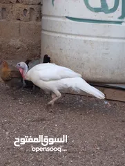  2 ذكر وانثيتين حبش للبيع