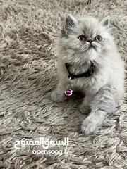  6 ذكر هملايه مكس بيرشن ليس تبني تفاصيل تحت