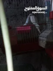  1 شادي محمد ابراهيم