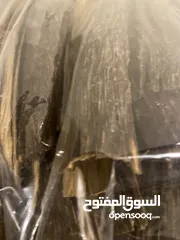  4 عود تراد طبيعي من الغابات على ااحدود الكمبودية