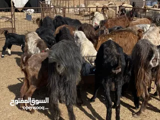  1 معز حليب كفاله شكل وقطعه ما شاءالله