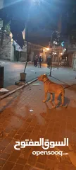  1 بيتبول حارس شخصي